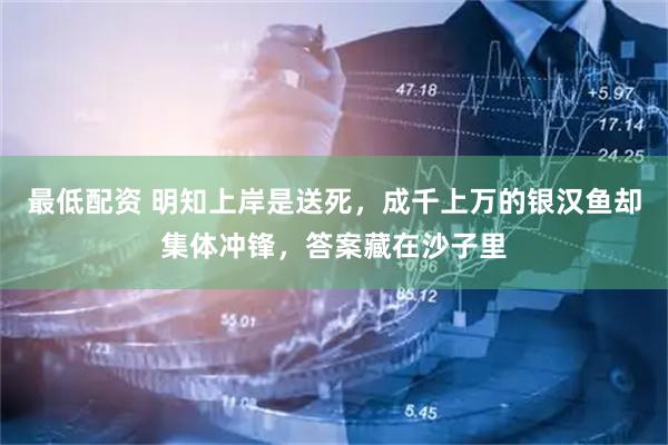 最低配资 明知上岸是送死，成千上万的银汉鱼却集体冲锋，答案藏在沙子里