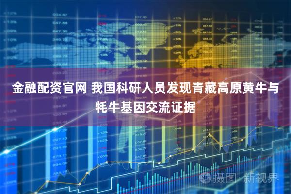 金融配资官网 我国科研人员发现青藏高原黄牛与牦牛基因交流证据